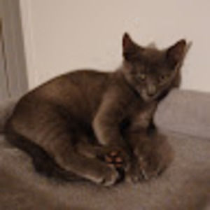 Meet your Posher, Elise